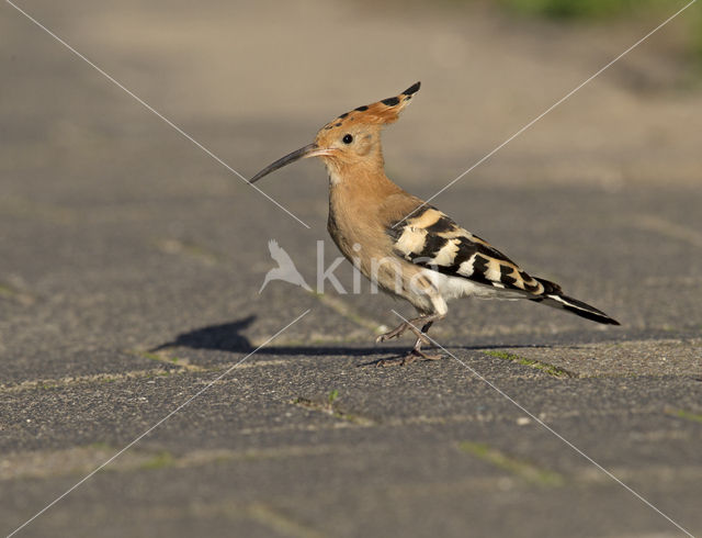 Hoopoe (Upupa epops)