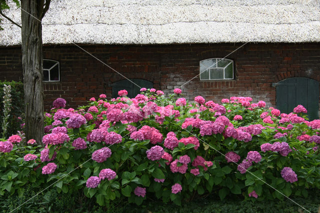 Hortensia (Hydrangea spec)