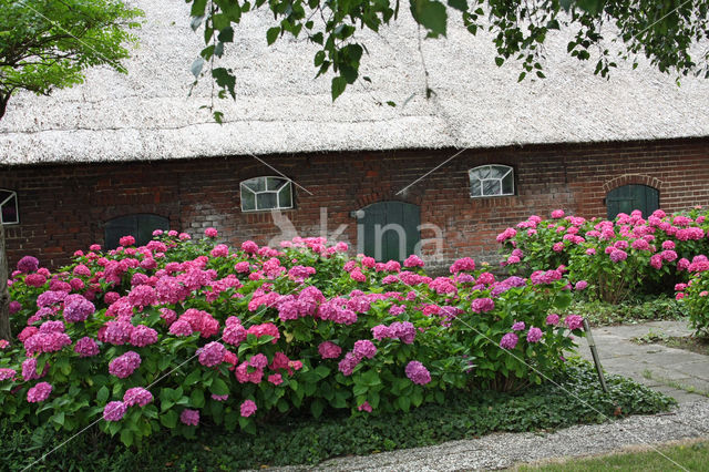 Hortensia (Hydrangea spec)