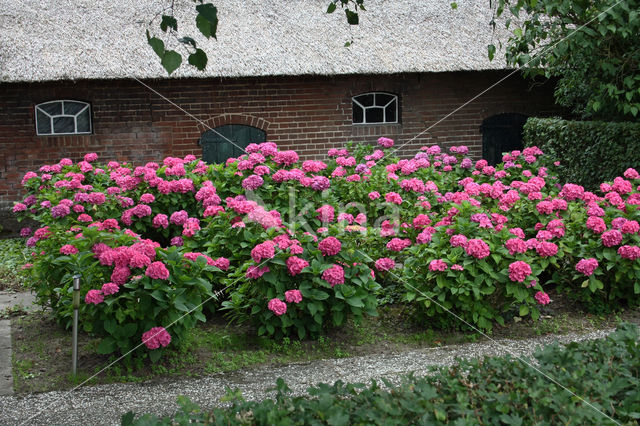 Hortensia (Hydrangea spec)