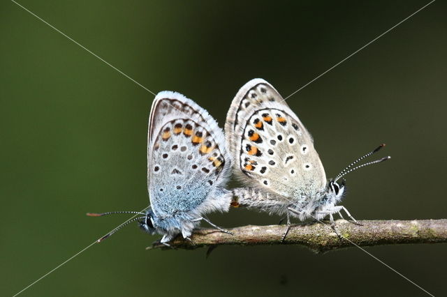 Silver Studded Blue (Plebejus argus)