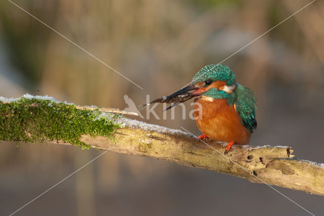 IJsvogel (Alcedo atthis)