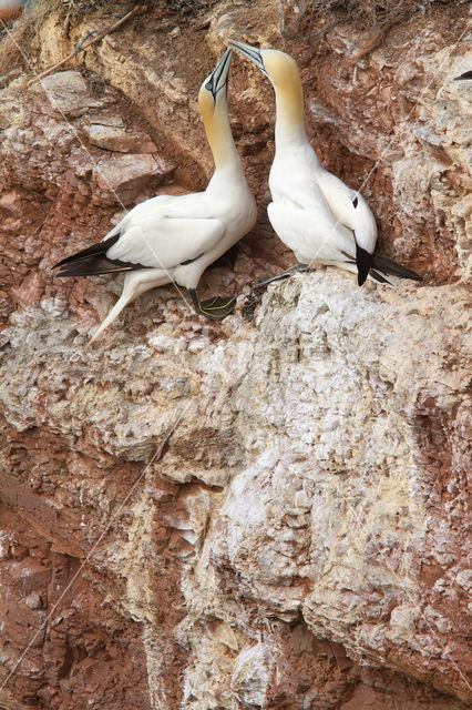 Northern Gannet (Morus bassanus)