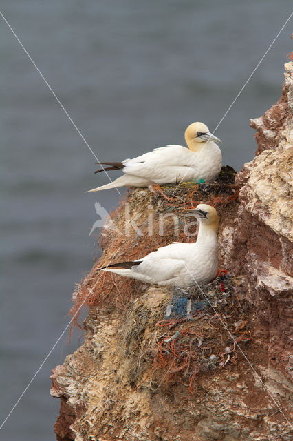 Northern Gannet (Morus bassanus)