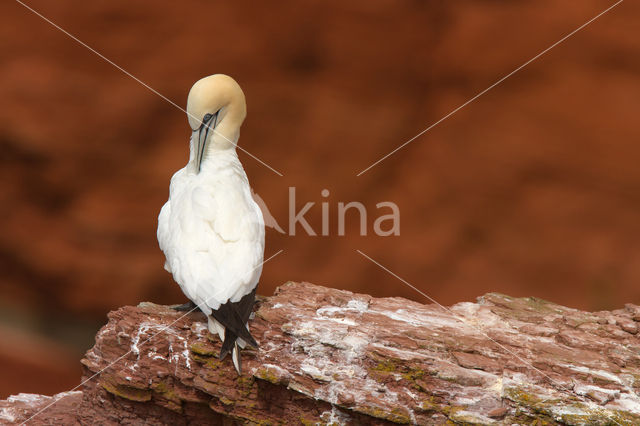 Northern Gannet (Morus bassanus)