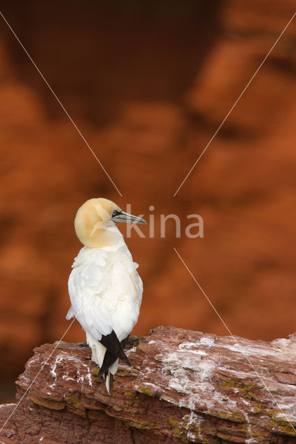 Northern Gannet (Morus bassanus)