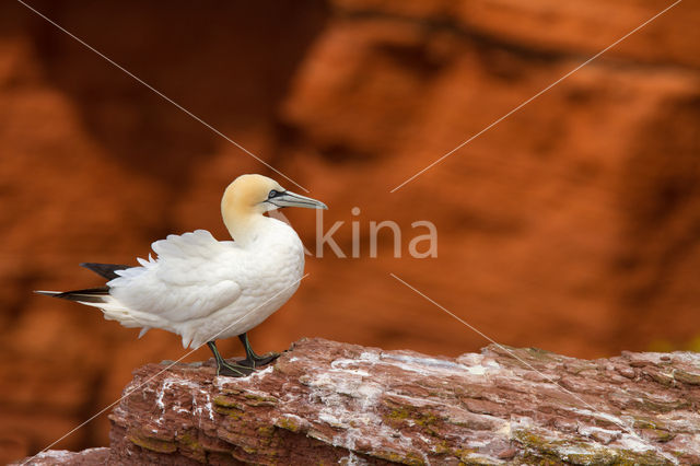 Northern Gannet (Morus bassanus)