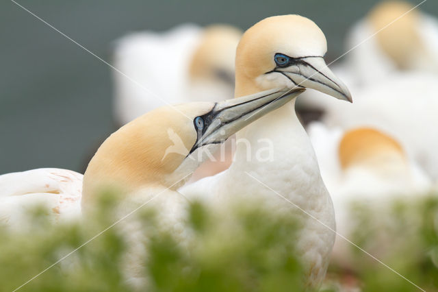 Northern Gannet (Morus bassanus)