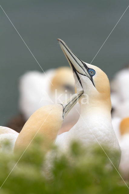 Northern Gannet (Morus bassanus)