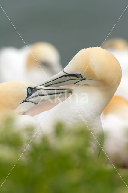 Northern Gannet (Morus bassanus)