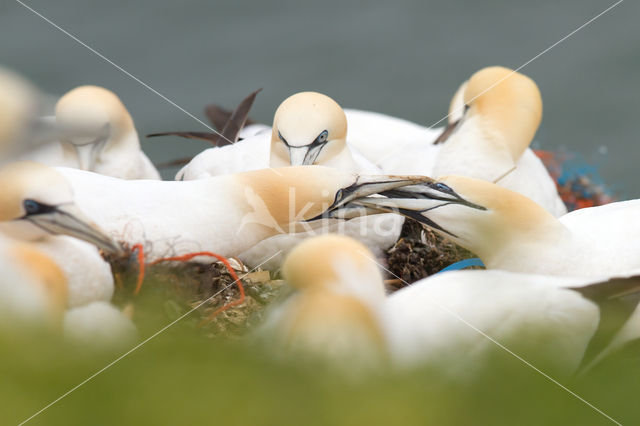 Northern Gannet (Morus bassanus)