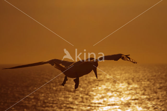 Northern Gannet (Morus bassanus)