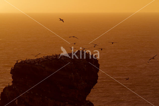 Northern Gannet (Morus bassanus)