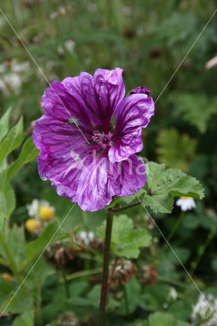 Kaasjeskruid (Malva spec)