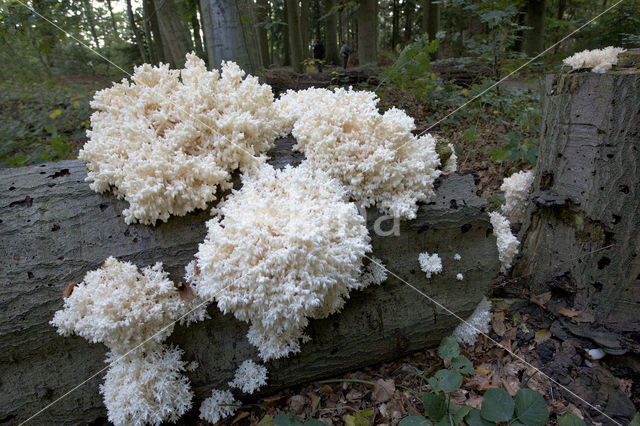 Coral tooth (Hericium coralloides)