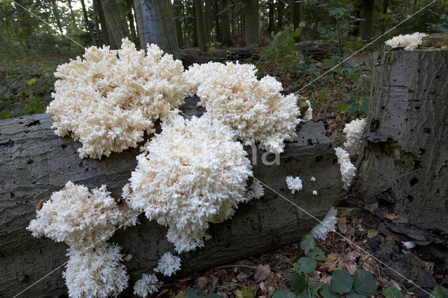 Kammetjesstekelzwam (Hericium coralloides)