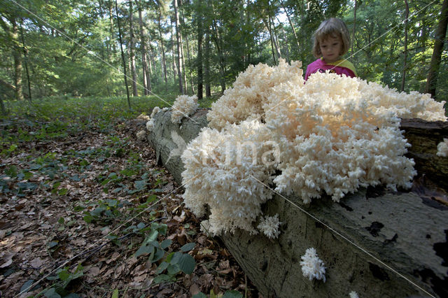 Coral tooth (Hericium coralloides)