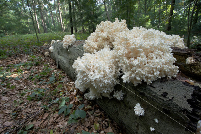 Coral tooth (Hericium coralloides)