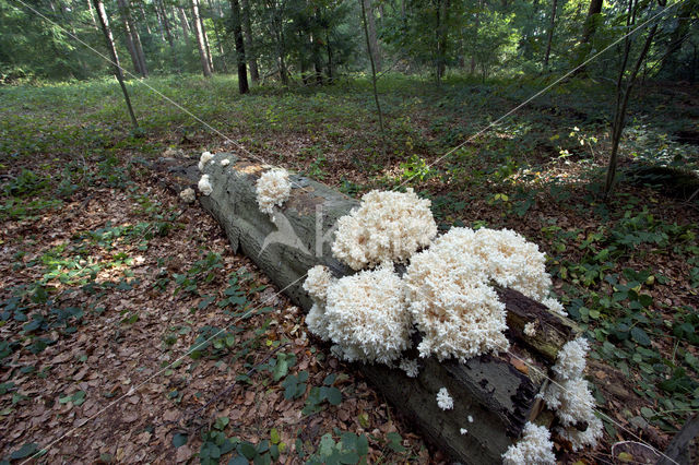 Coral tooth (Hericium coralloides)