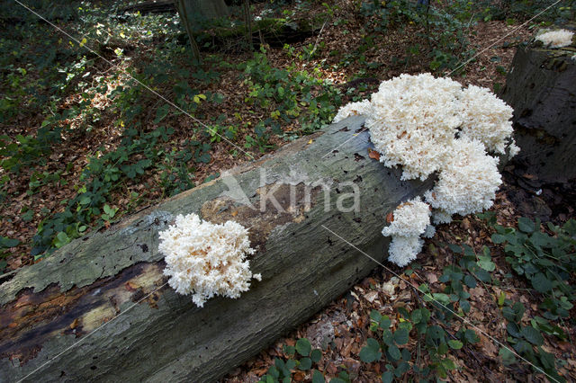 Coral tooth (Hericium coralloides)