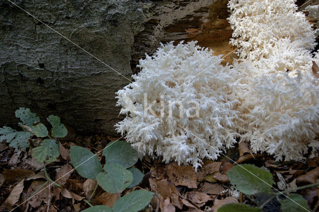 Coral tooth (Hericium coralloides)