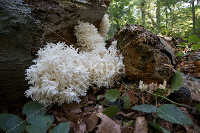 Coral tooth (Hericium coralloides)