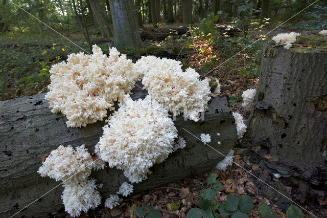 Coral tooth (Hericium coralloides)