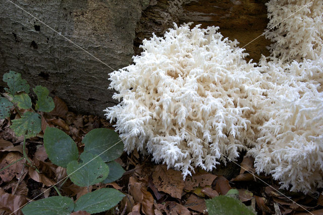 Coral tooth (Hericium coralloides)