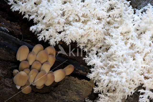 Coral tooth (Hericium coralloides)