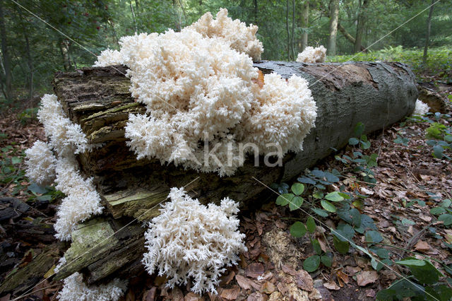 Coral tooth (Hericium coralloides)