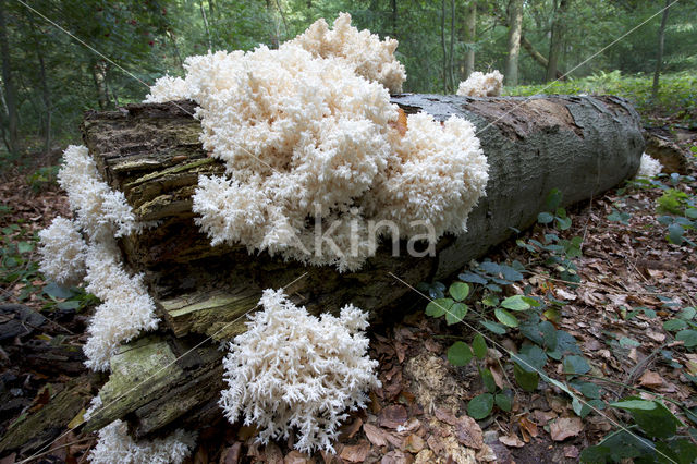 Kammetjesstekelzwam (Hericium coralloides)