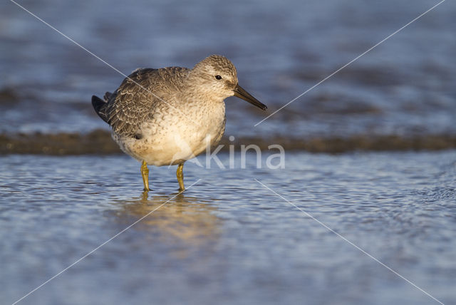 Red Knot (Calidris canutus)