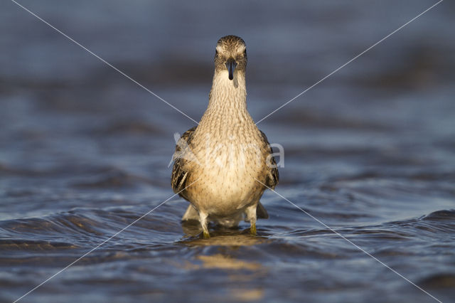 Red Knot (Calidris canutus)