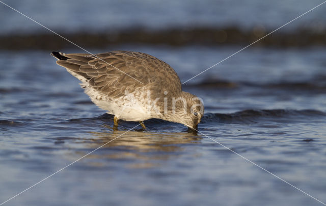 Kanoetstrandloper (Calidris canutus)