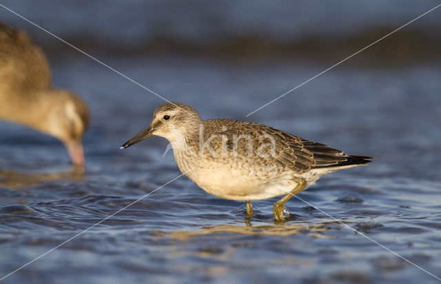 Red Knot (Calidris canutus)