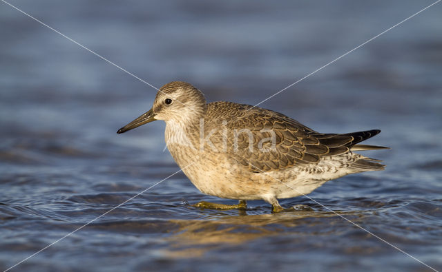 Red Knot (Calidris canutus)