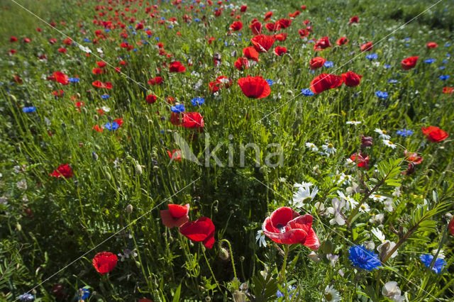 Klaproos (Papaver spec.)