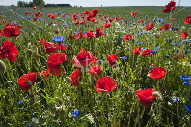 Klaproos (Papaver spec.)