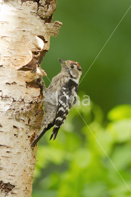 Kleine Bonte Specht (Dendrocopos minor)