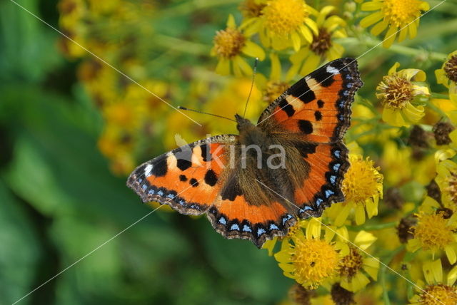 Kleine vos (Aglais urticae)