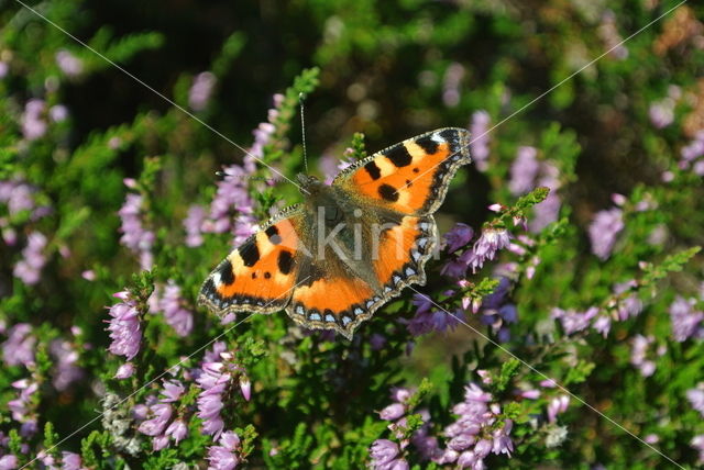 Kleine vos (Aglais urticae)