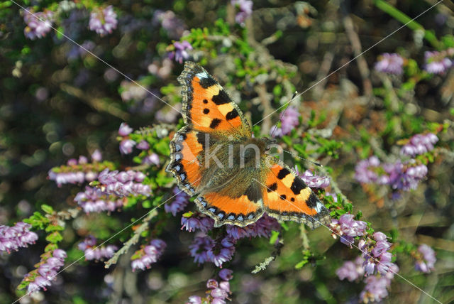 Small Tortoiseshell (Aglais urticae)