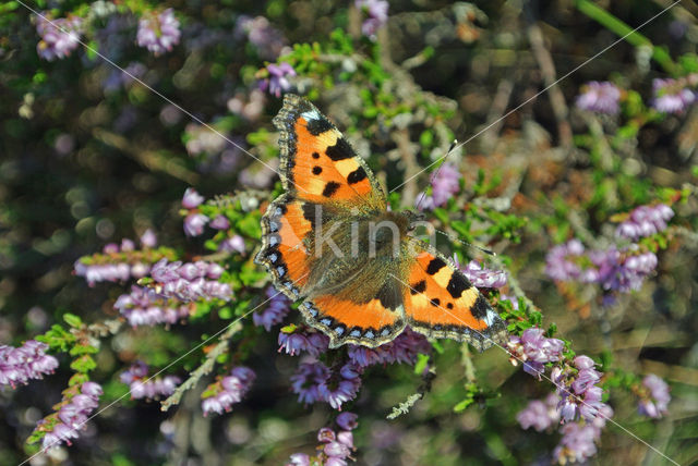 Kleine vos (Aglais urticae)