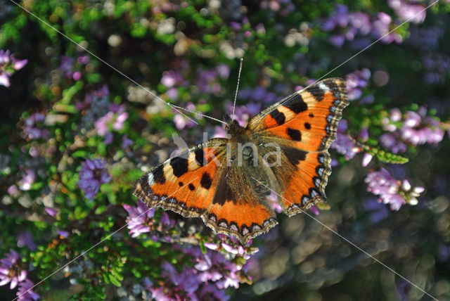 Kleine vos (Aglais urticae)