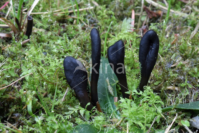 Glutinous Earthtongue (Geoglossum glutinosum)