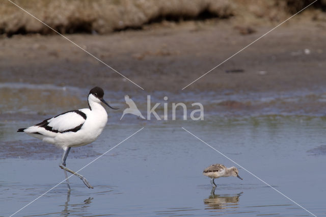 Pied Avocet (Recurvirostra avosetta)