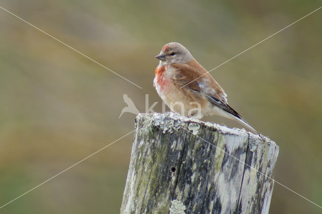 Eurasian Linnet (Carduelis cannabina)