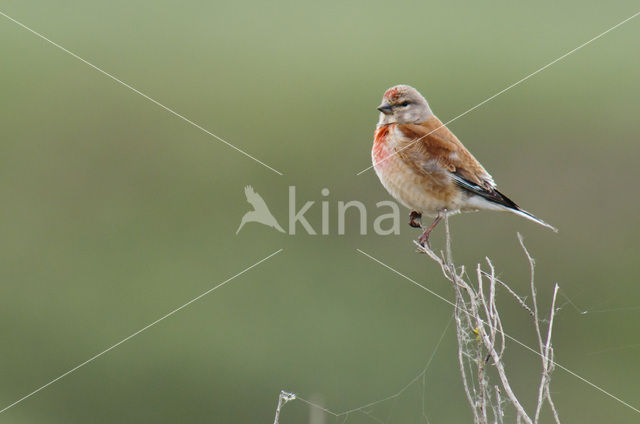 Eurasian Linnet (Carduelis cannabina)