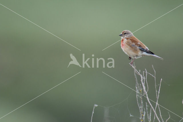 Eurasian Linnet (Carduelis cannabina)