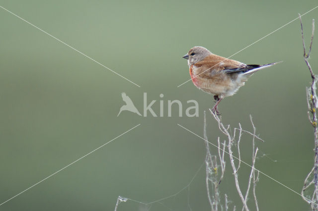 Eurasian Linnet (Carduelis cannabina)